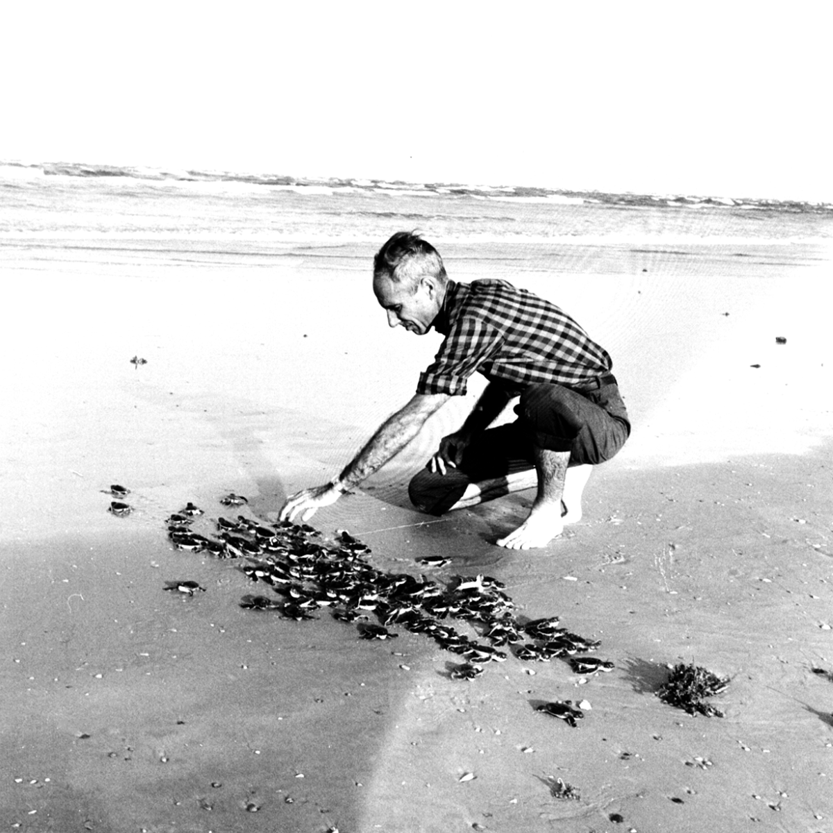 Black and white photo of Archie Carr examining baby sea turtles on a beach