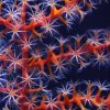 Global Coral Reef Ecosystem Health Focus of Newly Created Scientific Resource