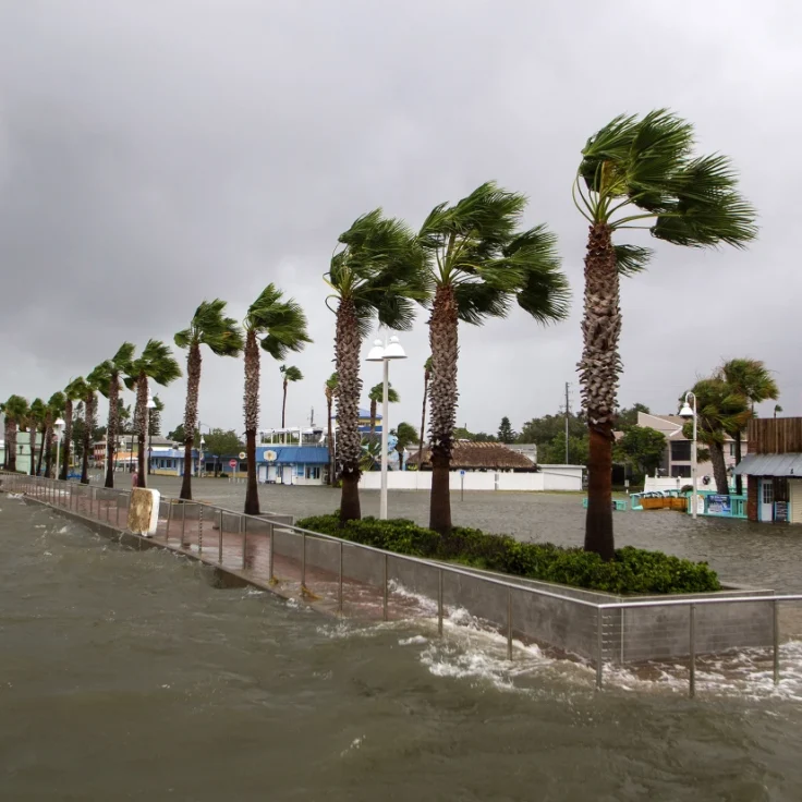 Palms trees along the coast bending in the hurricane winds