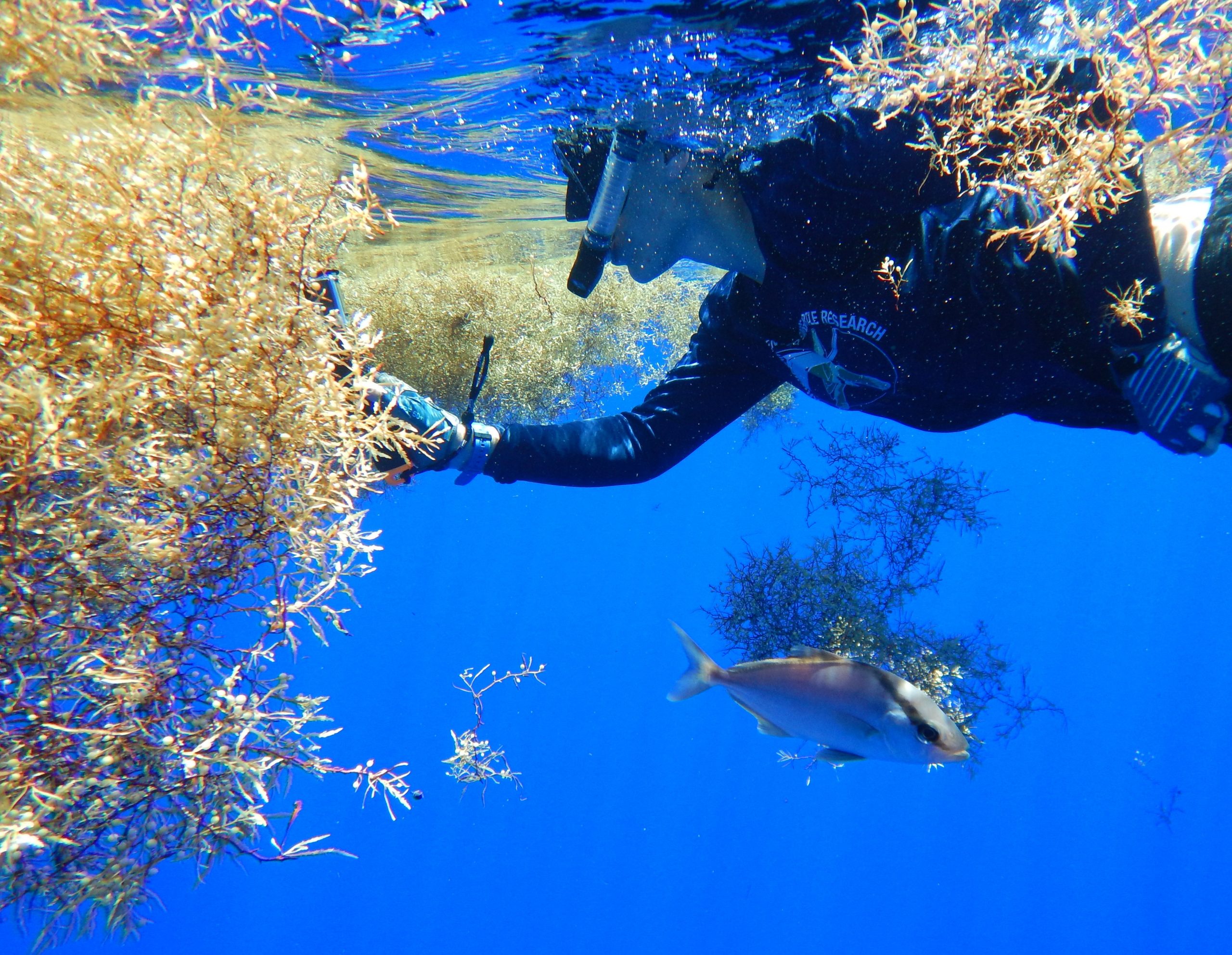 UF ACCSTR researcher Alexandra Gulick approaches a Sargassum aggregation. 