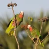 Caribbean Parrots Are Remnants Of A Millennial Scale Extinction