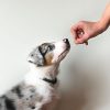 Dogs Prefer Food Over Toys, According to Science