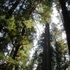 Climate change threatens global forest carbon sequestration, study finds
