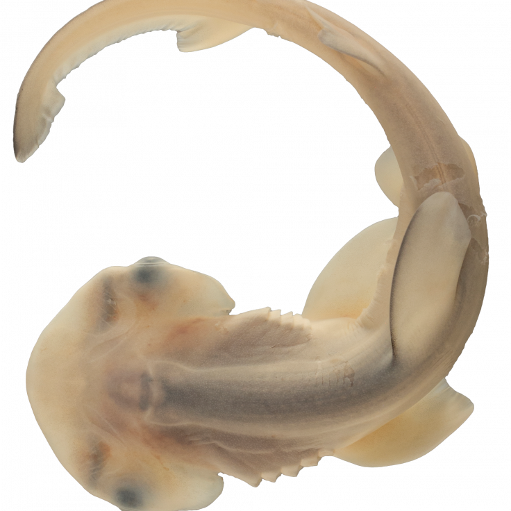 Bonnethead shark embryo