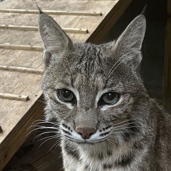 A gray and white bobcat