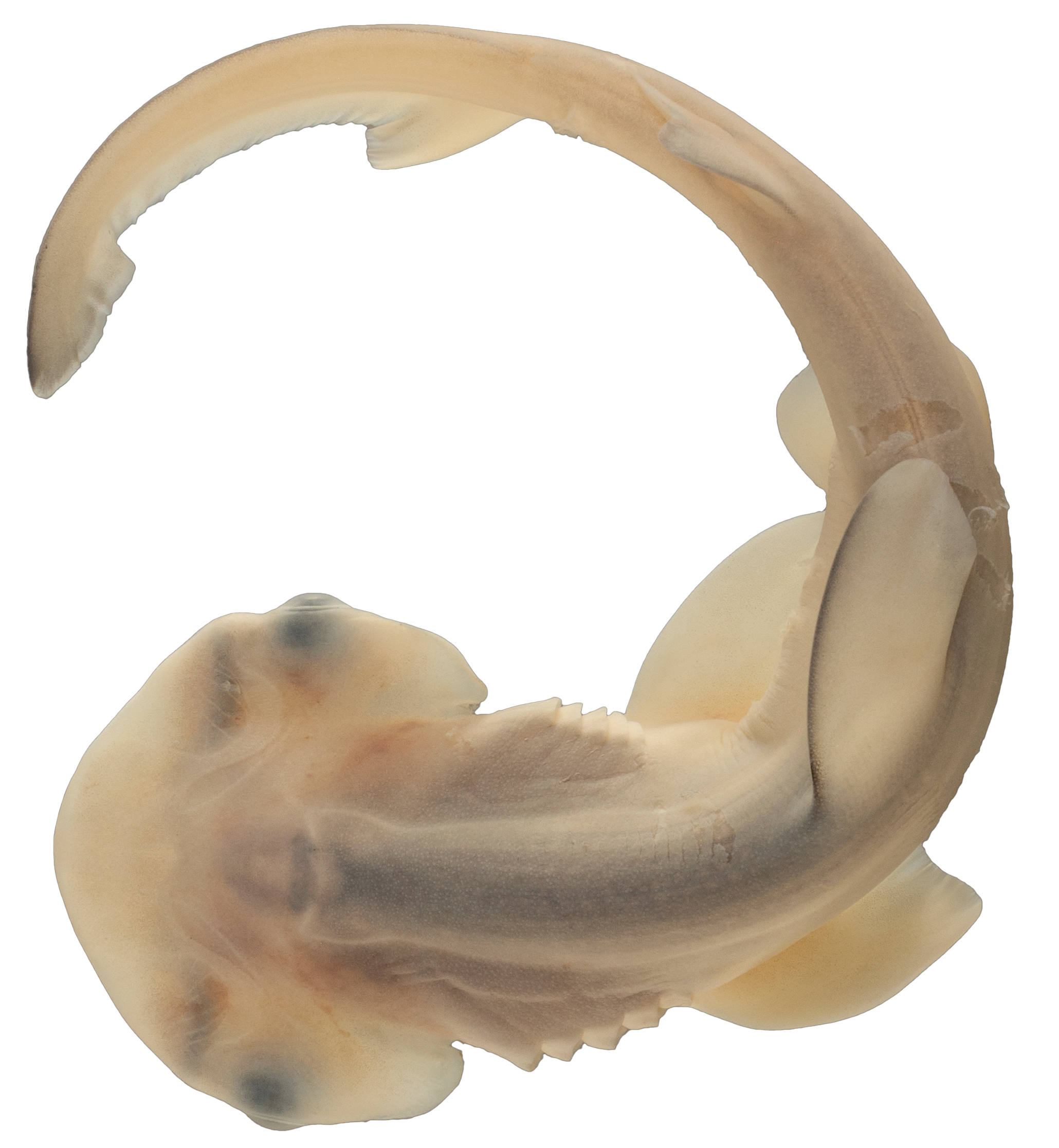 A bonnethead embryo, its translucent skin showing shadows of its internal organs.
