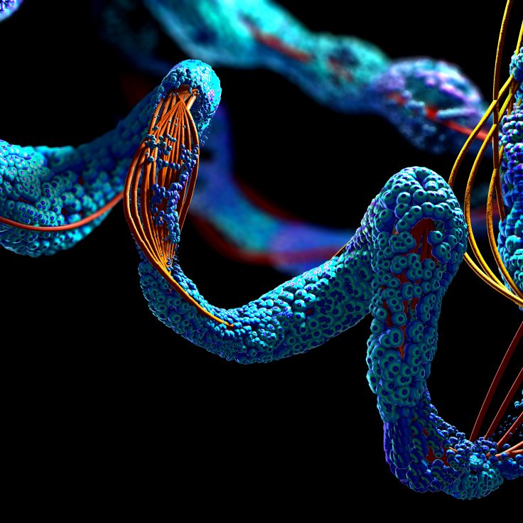 A 3D model showing how proteins connect to form DNA