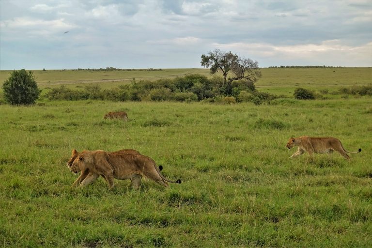 lions hunt in Kenya