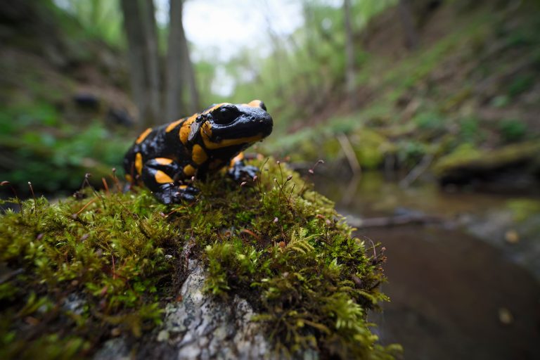 a fire salamander crouches in the forest