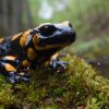 Invasive amphibian pathogen may have no issues adapting to American soils