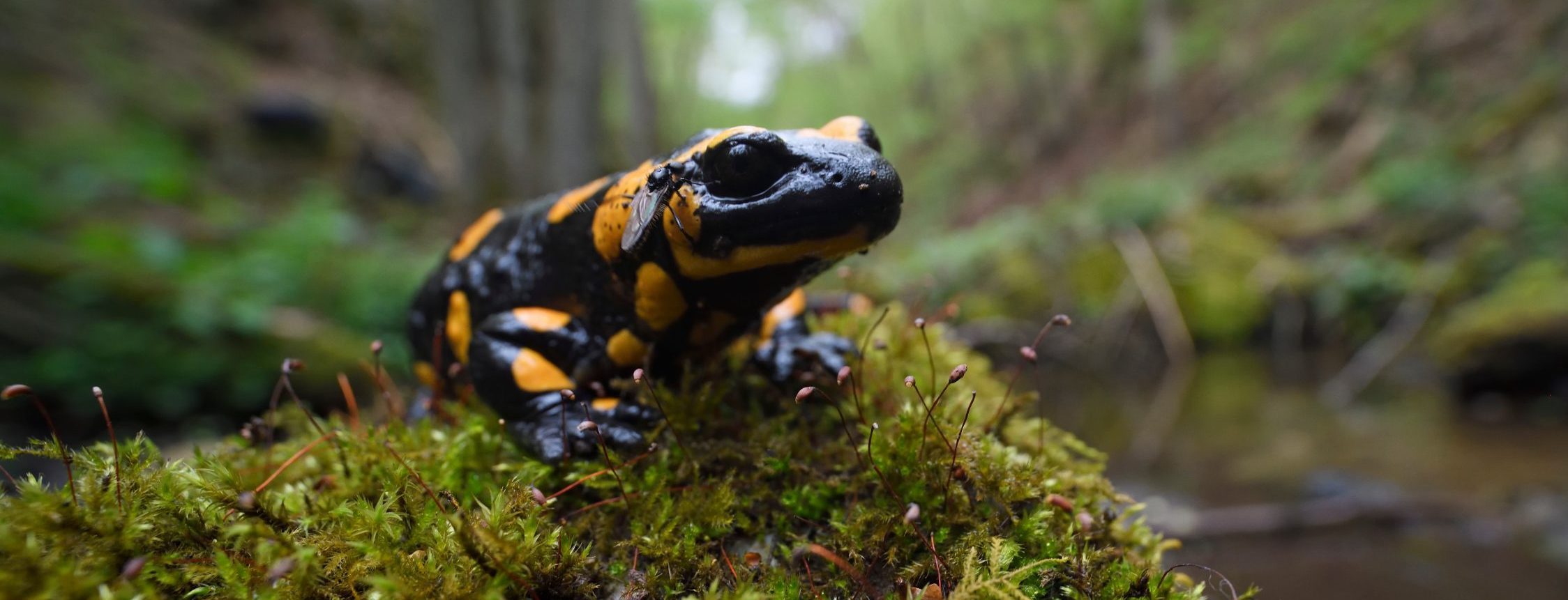 An orange and black salamander sitting on a mossy stone.