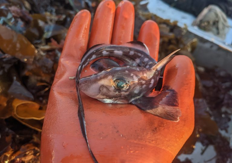 a ghost shark curled in a orange gloved hand