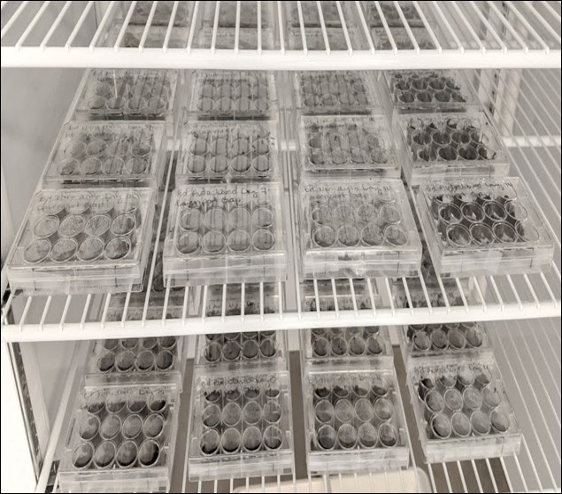 Several trays of samples in a large, refrigerator-like incubator. 