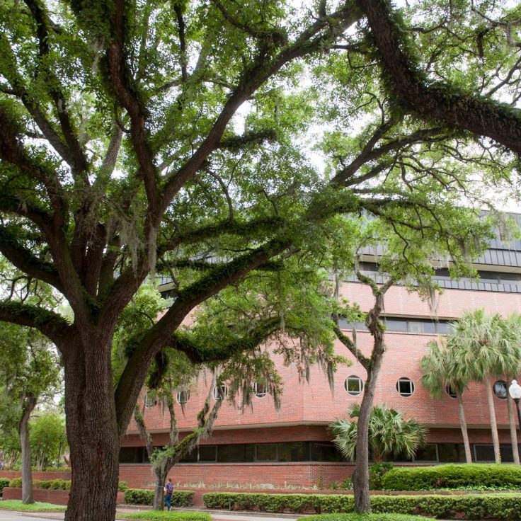 A lush tree growing outside Turlington Hall.