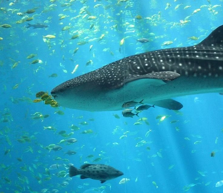 A whale shark and other fish swimming
